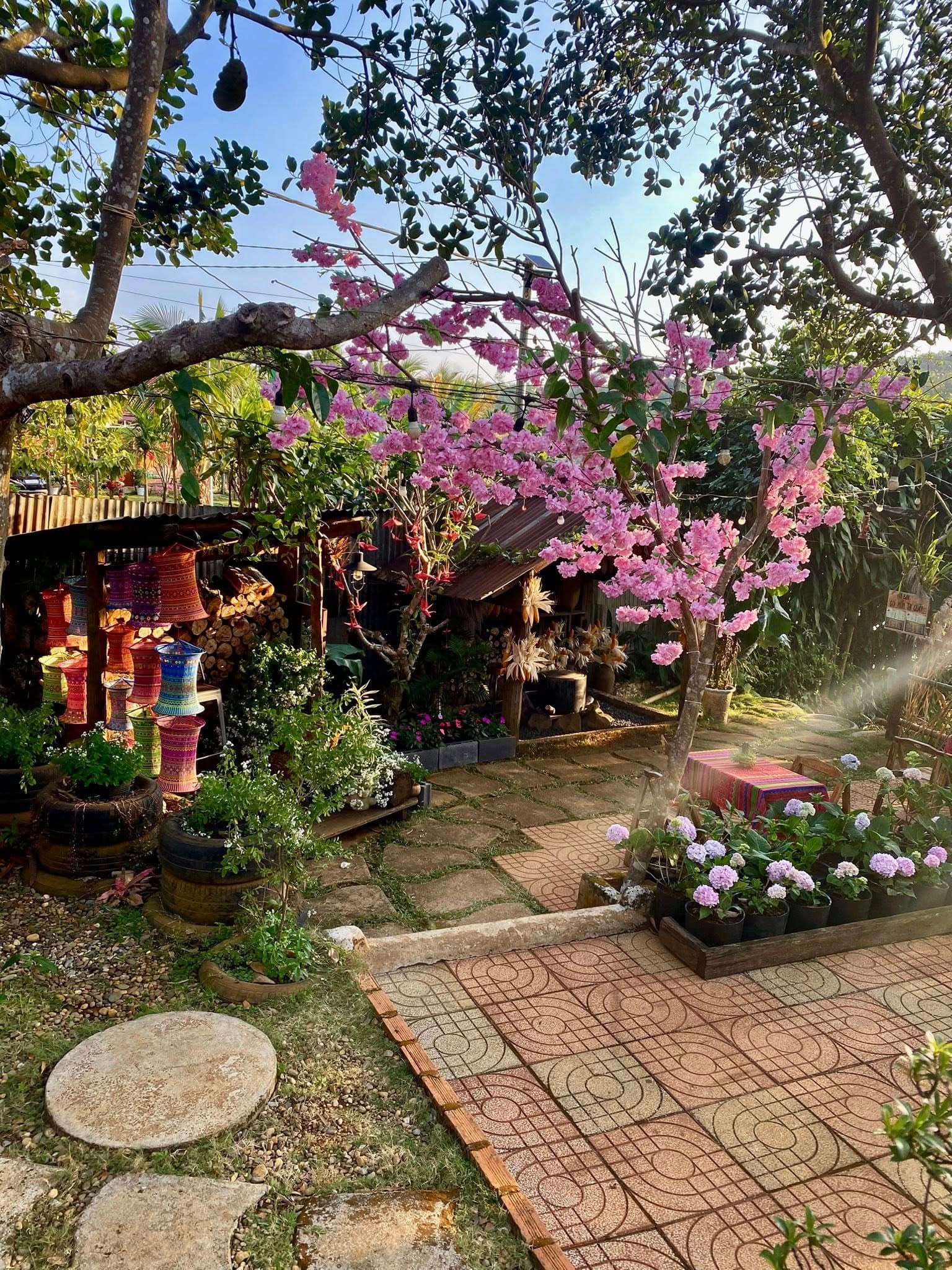 Vườn Hoa Anh Đào & Lối Đi Lát Đá